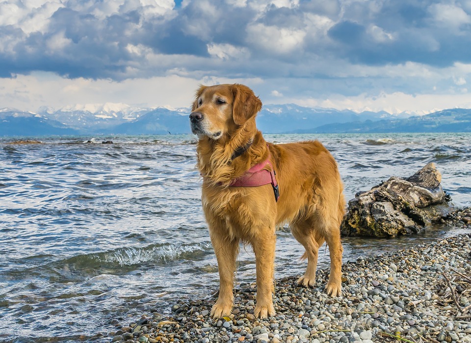 Golden Retriever 2