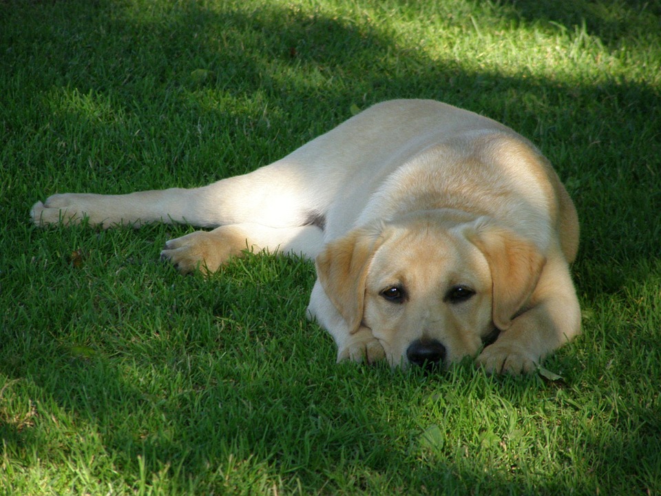 Labrador Retriever 4