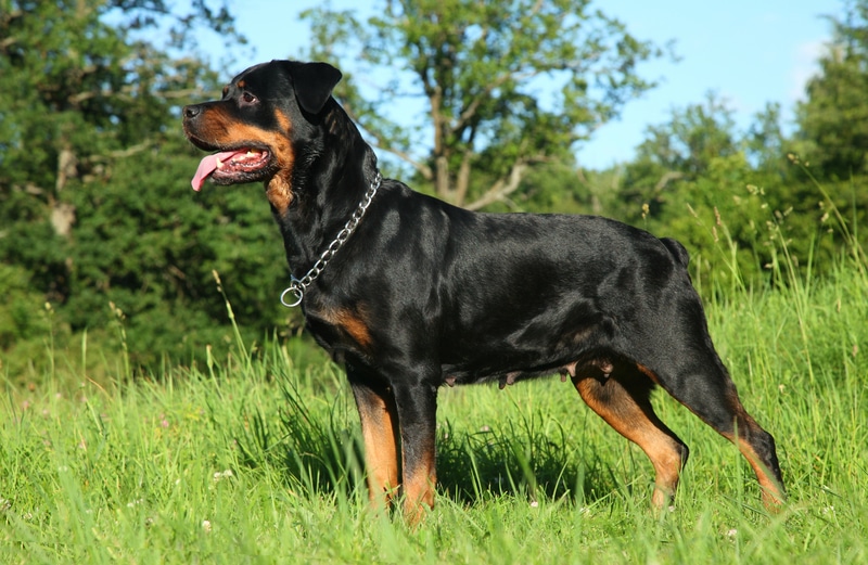 Rottweiler 1