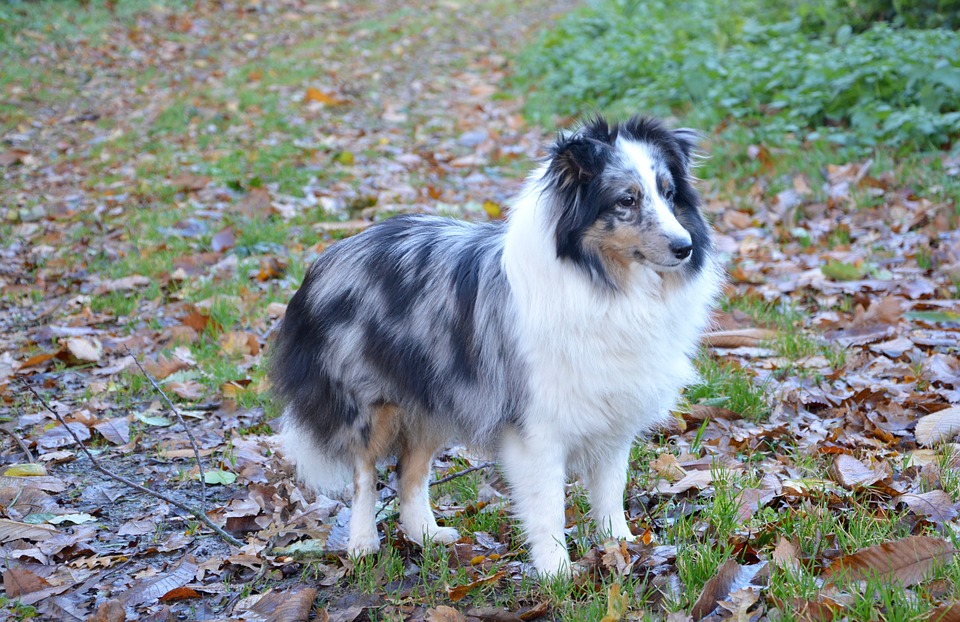 Shetland Sheepdog 2