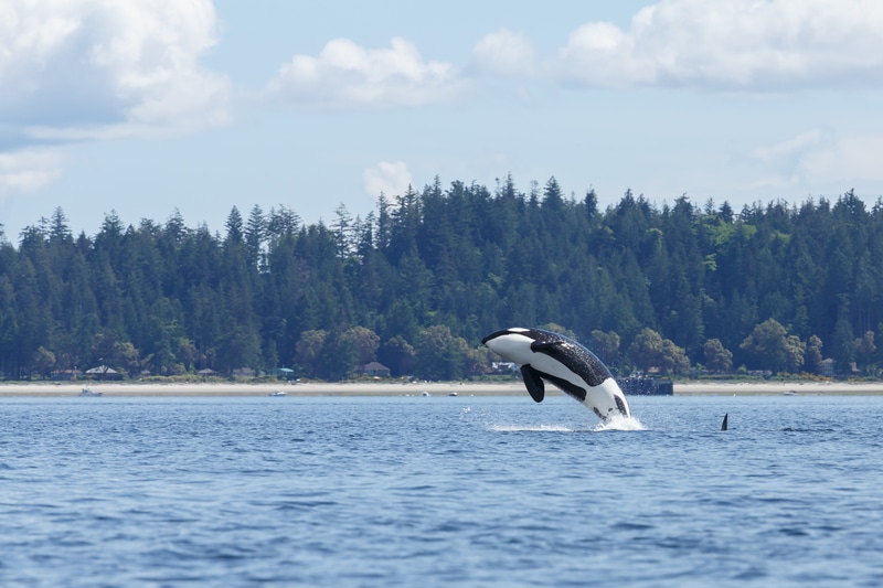 Tofino Beach 3