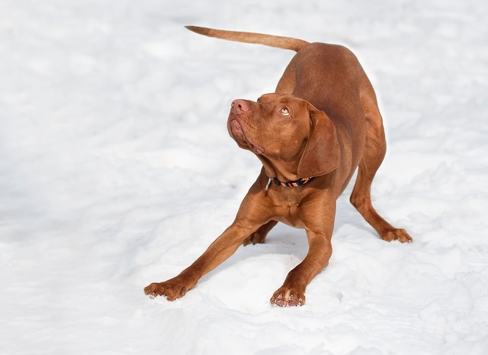 Vizsla 2