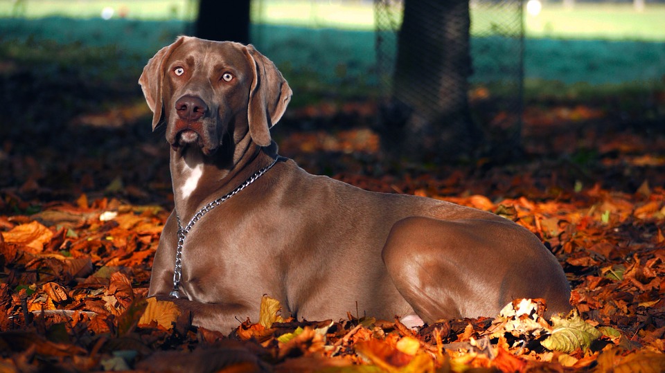 Weimaraner 2