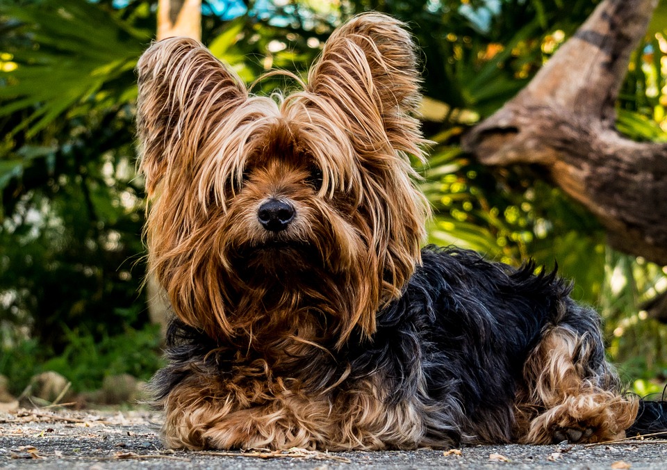 Yorkshire Terrier 1