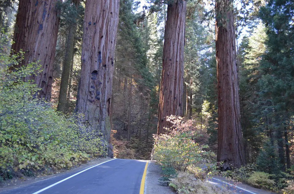 Sequoia National Park 4