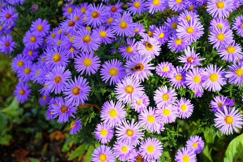 ASTERS 4