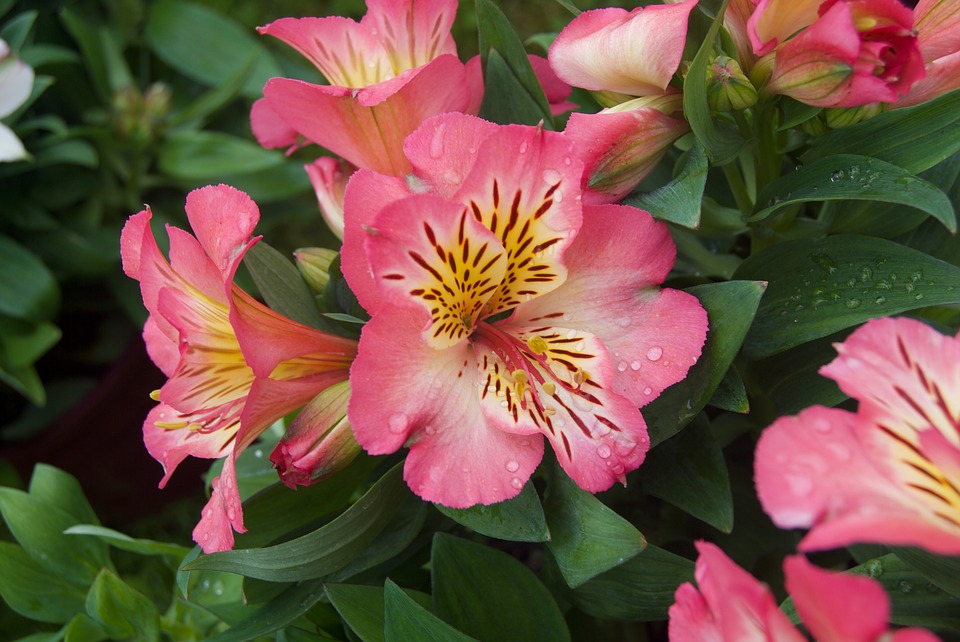 Alstroemeria 2