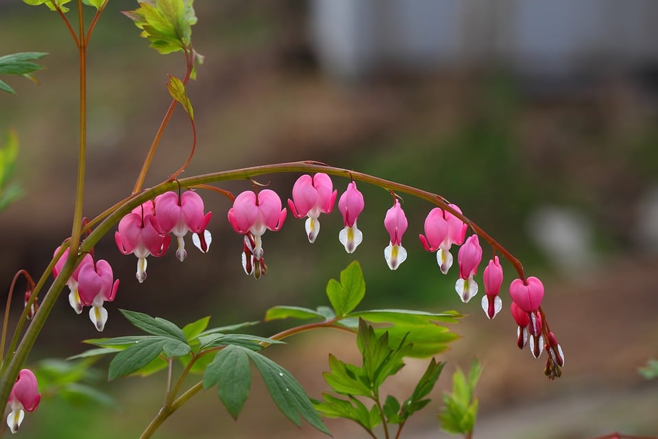 BLEEDING HEART 1