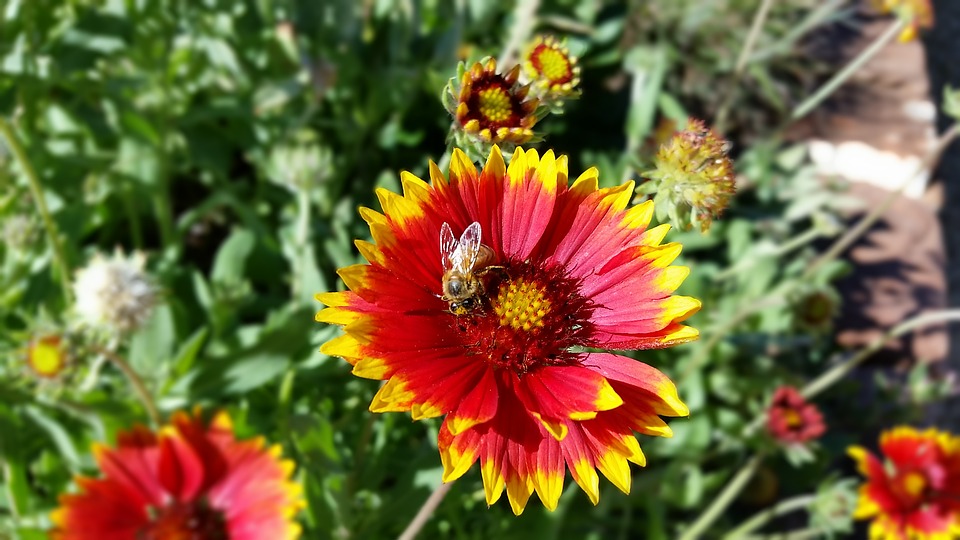 Blanket Flowers 3