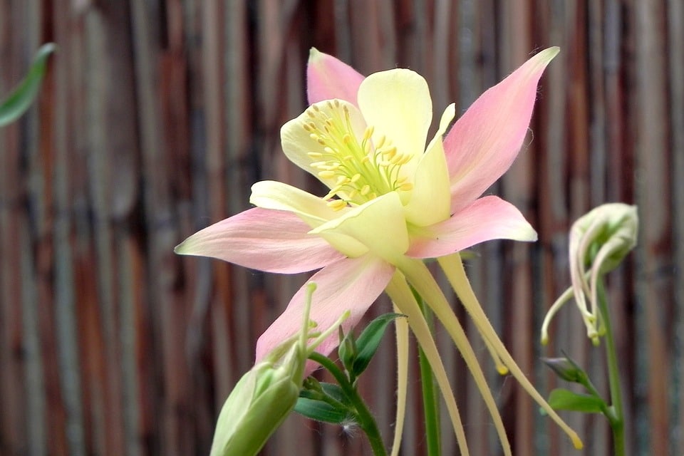 Columbine Flowers 3