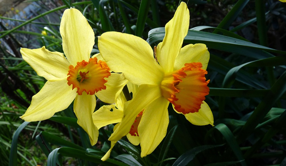 Daffodil 4