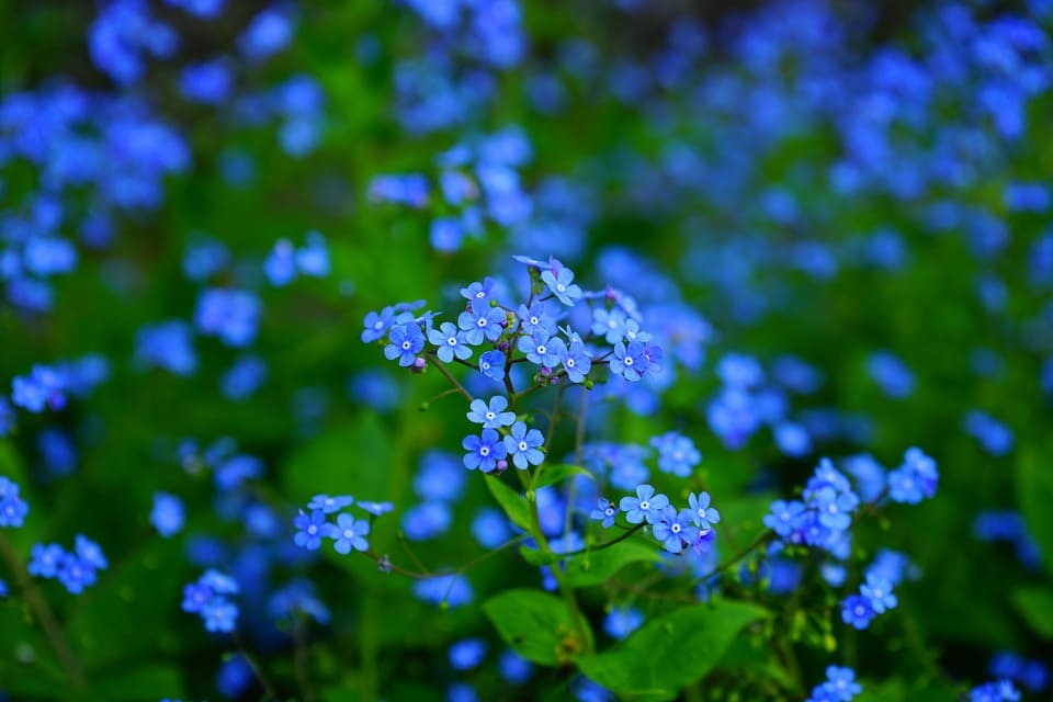 Forget-Me-Not Flowers 1