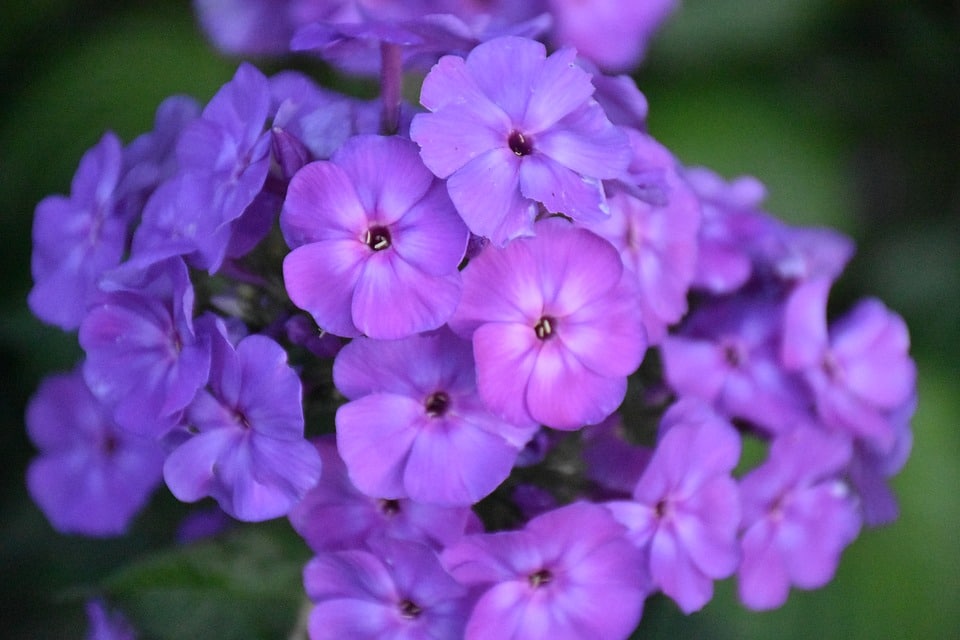 Garden Phlox 2