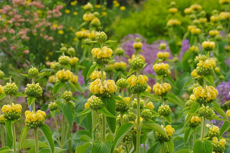 Jerusalem Sage 2