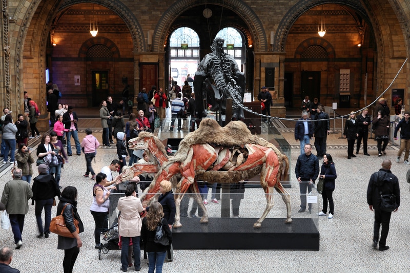 Natural History Museum 1