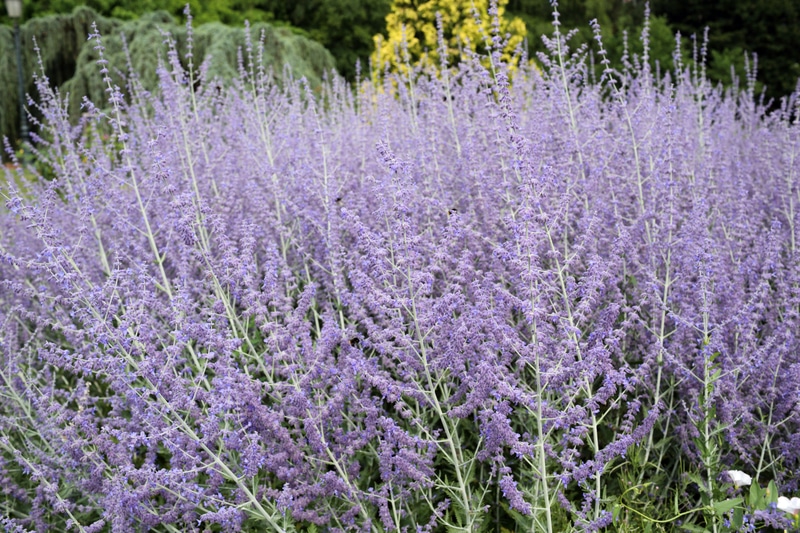 RUSSIAN SAGE 2