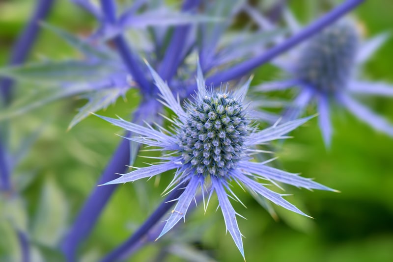 Sea Holly 1