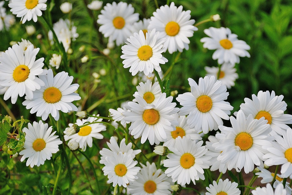 Shasta Daisy 2