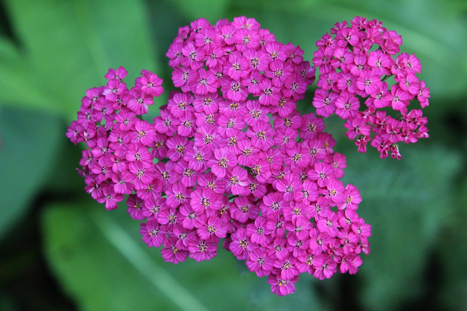 Yarrow 3