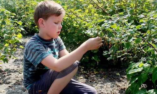 Berry Picking Summer Activity