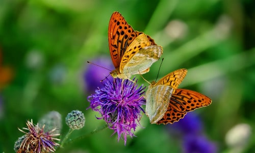 Butterfly Garden Summer Activity