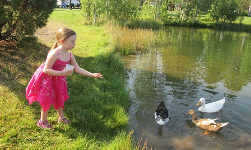 Feed the Ducks Summer Activity