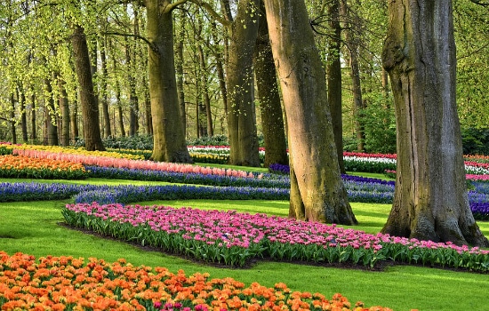 Keukenhof Gardens