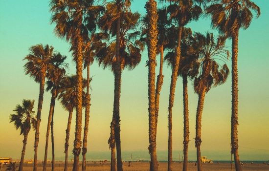 Iconic Palm Trees