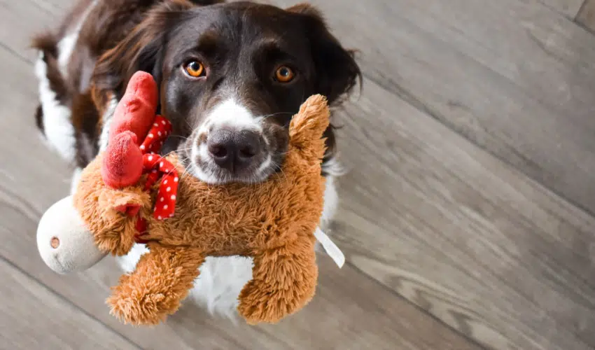 Top Dog Toys