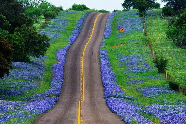 Bluebonnet Trail