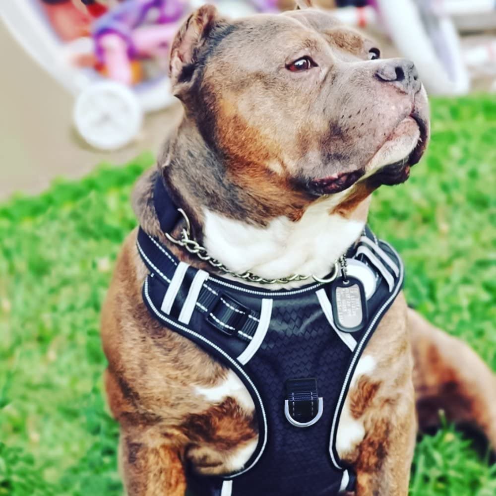 BABYLTRL Big Dog Harness