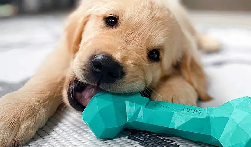 Top Chew Toys for Puppies