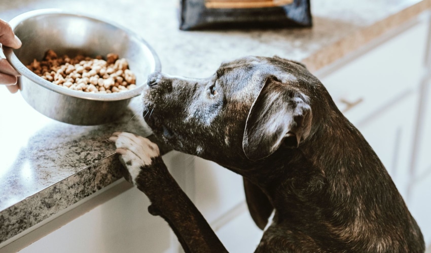 Top Dog Food Brands