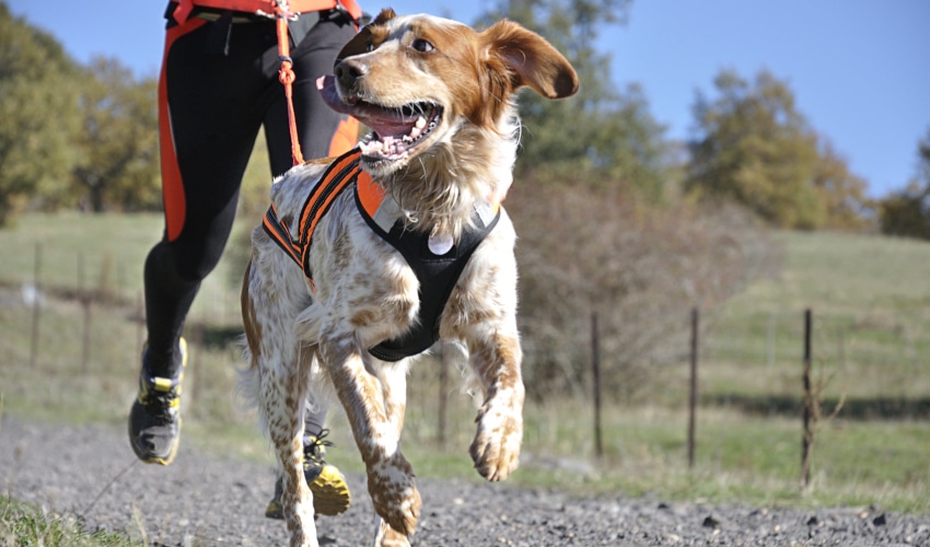 Top Dog Harnesses