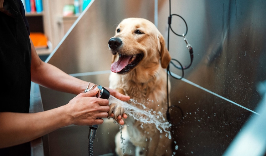 Top Dog Shampoos