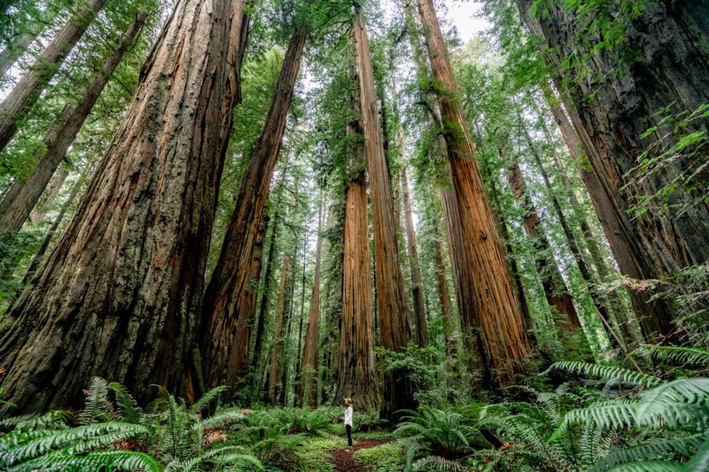 Redwood National Park