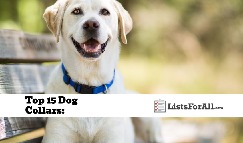 Best Dog Collars