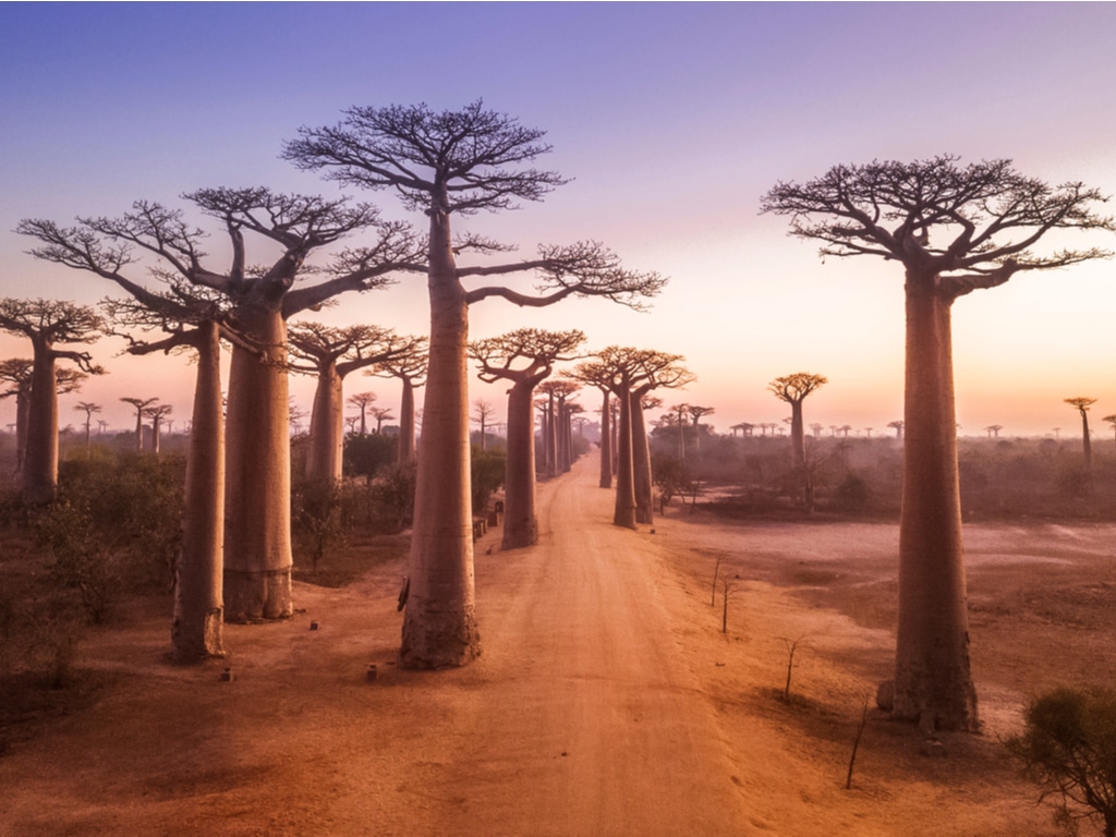 Avenue of the Baobabs, Madagascar