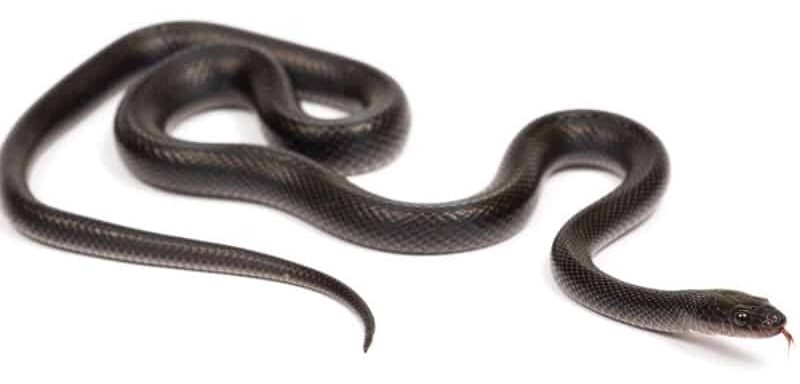 African House Snake