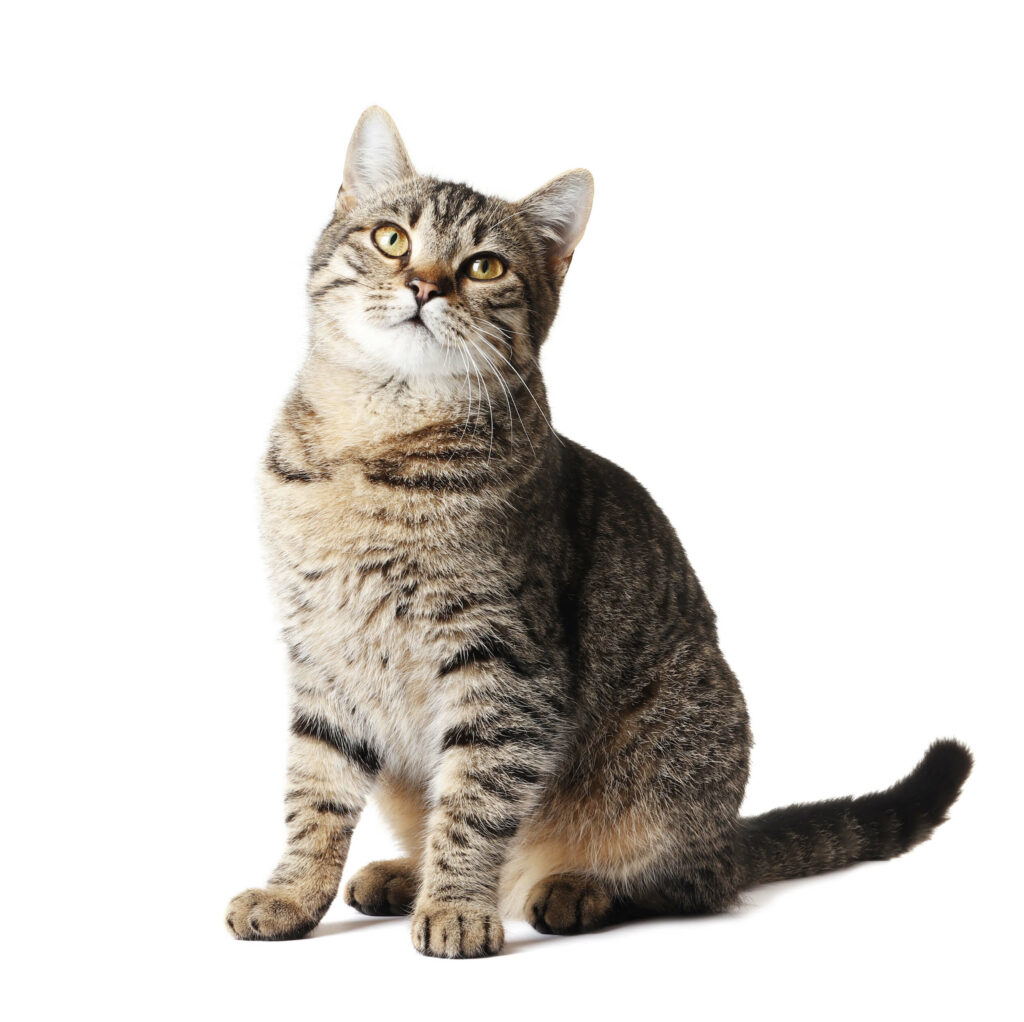 American Shorthairs