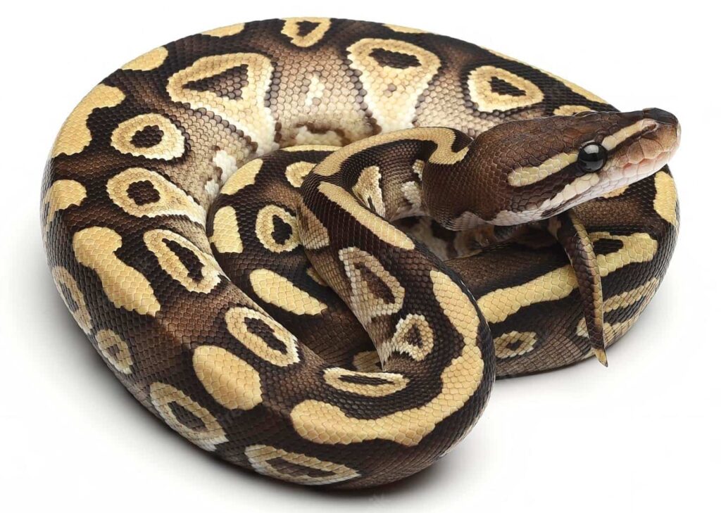 Ball Python