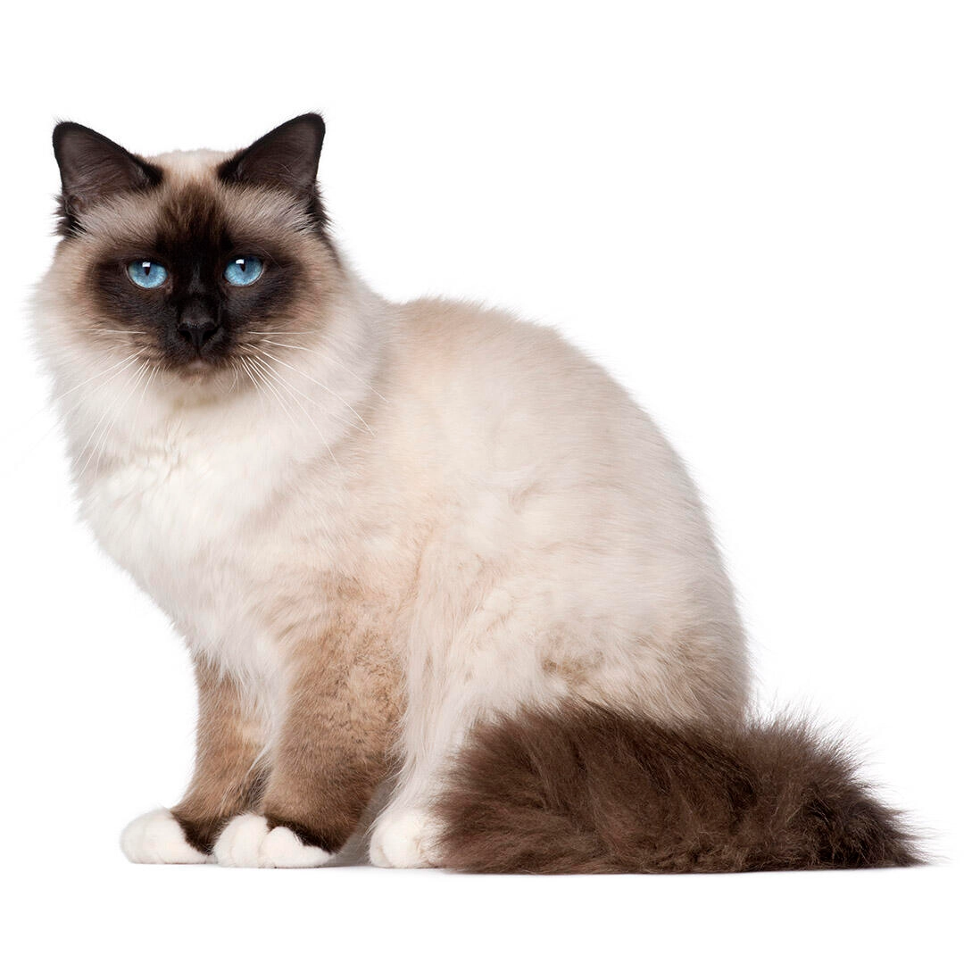 Birman