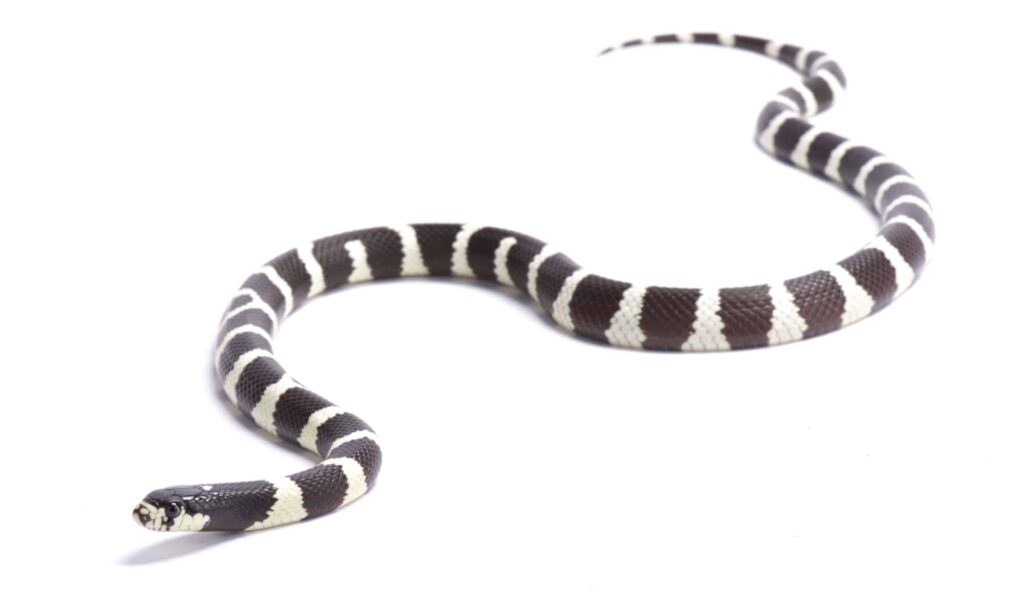 California King Snake