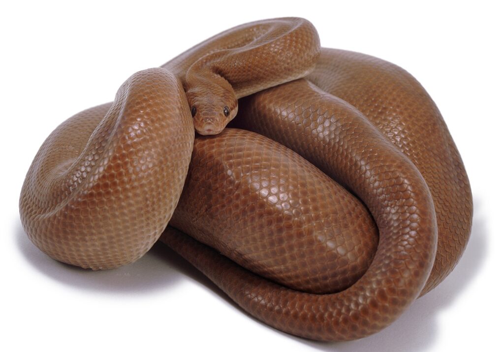 Colombian Rainbow Boa