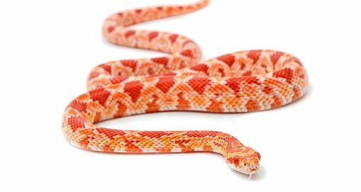 Corn Snake