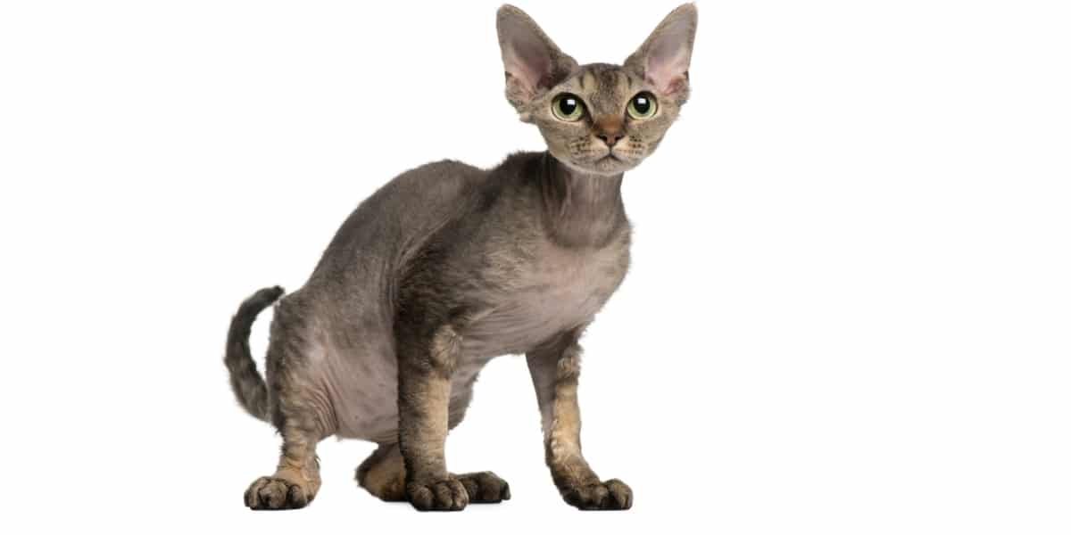 Devon Rex