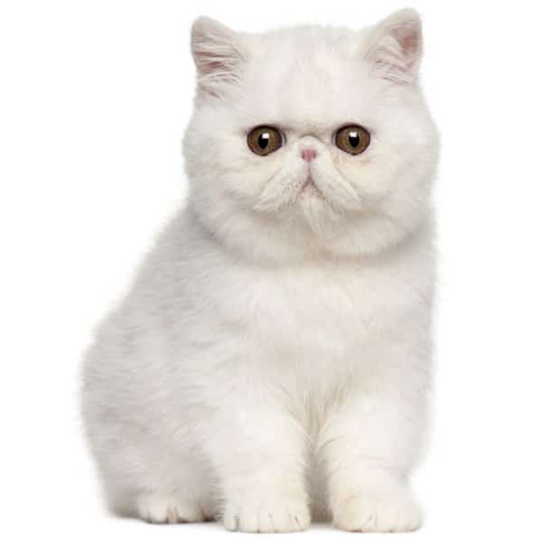 Exotic Shorthair