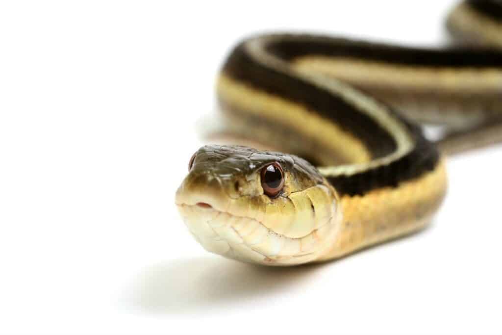 Garter Snake