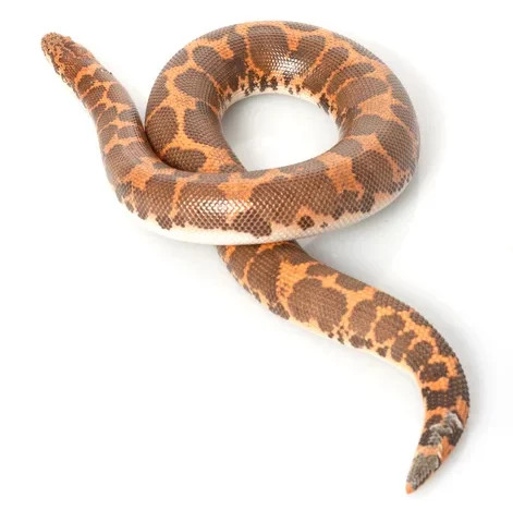 Kenyan Sand Boas