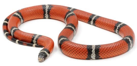 Milk Snake